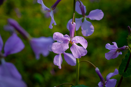 紫色花朵摄影照片_阳光下紫色的二月兰摄影图配图