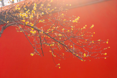 冬季植物花摄影照片_冬季逆光红墙腊梅花摄影图配图