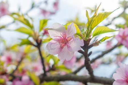 春季阳光下的开放的樱花摄影图配图