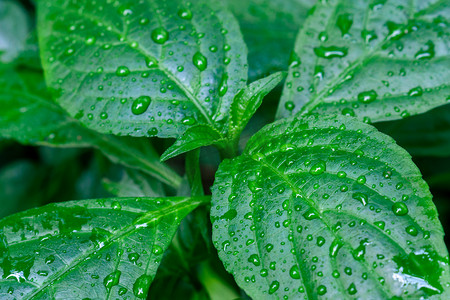 露水打湿的绿色叶片摄影图配图