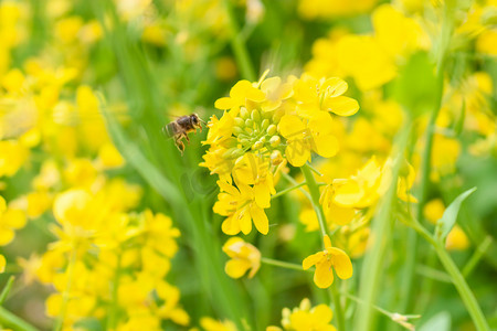油菜花丛中的小蜜蜂摄影图配图