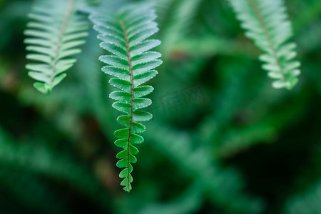 绿色生机摄影照片_绿色的蕨类植物叶片摄影图配图