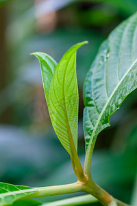 发芽的绿色嫩叶摄影图配图