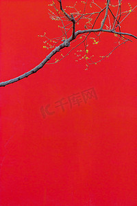 红色宫墙下的腊梅花枝摄影图配图