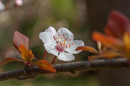 春天盛开的洁白色梨花摄影图配图