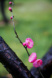 冬花摄影照片_湖南长沙冬梅花自然红梅摄影图配图