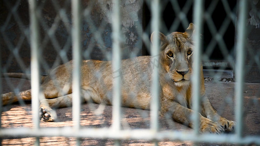 动保摄影照片_动物园铁笼内的雌狮子动物保护宣传