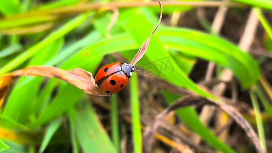 植食性瓢虫摄影照片_实拍草丛中的昆虫七星瓢虫