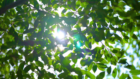 植物壁纸摄影图片-植物壁纸摄影作品-千库网