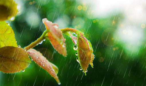 谷雨小字摄影照片_春天雨水雨水雨水合成雨水摄影图配图