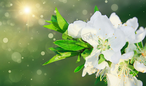 桃花春水摄影照片_春季花朵春天花朵合成合成摄影图配图