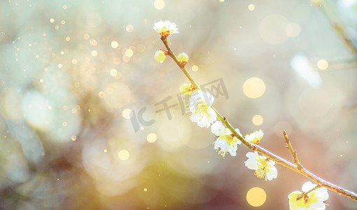 哑铃雨水摄影照片_春天花朵春天花朵合成合成摄影图配图