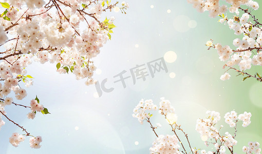 樱花节海报摄影照片_春天绽放花朵花朵樱花合成合成摄影图配图