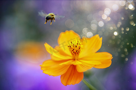 一只小蜜蜂在春天的花卉上游玩摄影图配图