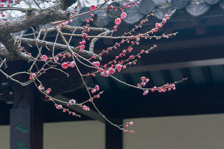 古建筑植物摄影照片_早春梅花与古建筑屋檐摄影图配图