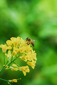 清明节主题摄影照片_春天一只小蜜蜂在春天的油菜花上采蜜摄影图配图