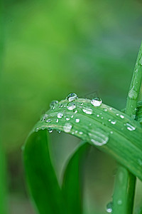 清明清明节摄影照片_白天户外春天的雨水雨珠摄影图配图