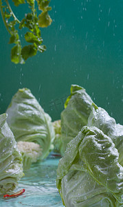节气雨水包菜蔬菜新鲜蔬菜摄影图配图