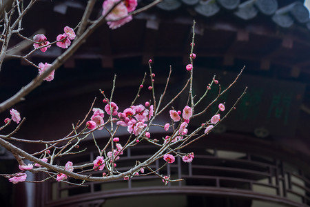 梅花孤山摄影照片_南京雨花台梅岗古建筑与梅花摄影图配图