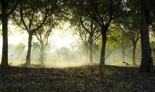 瑞安市树林里的光下午树树林无摄影图配图