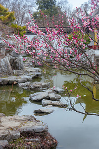 南京明孝陵古典园林里的红梅摄影图配图
