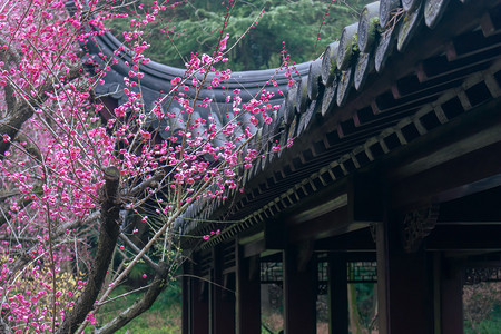 梅花孤山摄影照片_早春盛开的梅花与古建筑摄影图配图