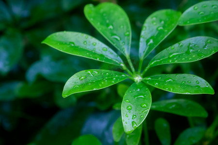 雨水打湿的绿植叶片摄影图配图