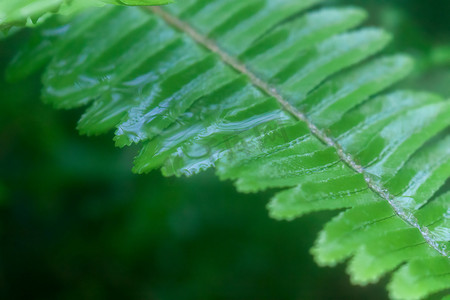 雨水节气下雨摄影照片_雨水节气绿色滴水叶片摄影图配图