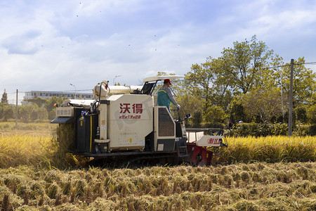 瑞安市农村稻谷收割下午收割农村摄影图配图