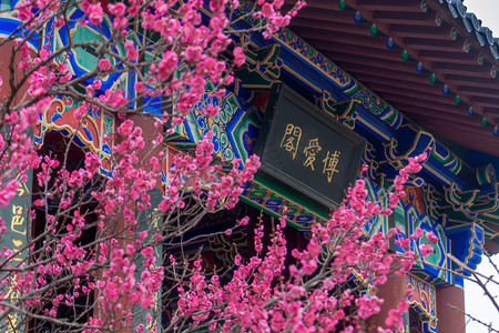 南京春天摄影照片_红梅与古建筑摄影图配图