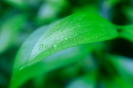 绿色叶片与水滴摄影图配图