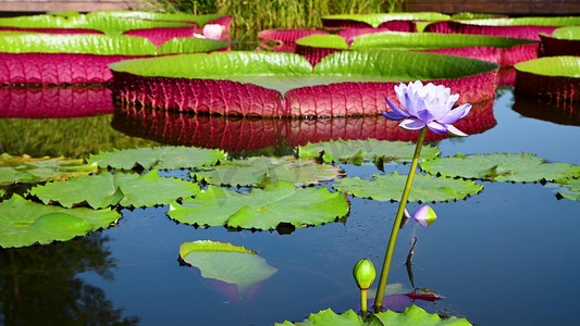 荷花宣传摄影照片_陕西西安植物园水生观赏植物王莲浮叶