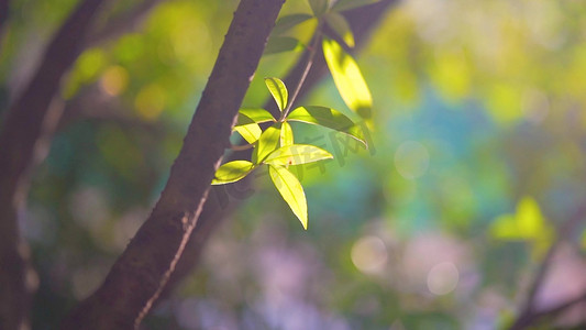 唯美春日风光阳光下的树叶万物复苏