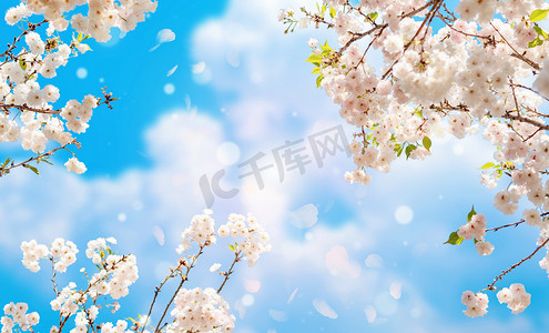 春天赏花樱花樱花创意合成创意合成摄影图配图