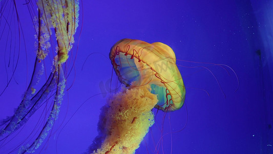 黄金水母太平洋海刺大型水母海洋生物