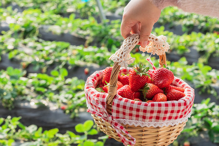 植脂奶油摄影照片_春季白天奶油草莓草莓园采摘摄影图配图