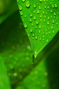 春天白天雨水户外树叶摄影图配图