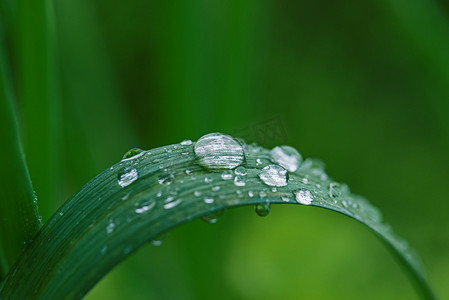 白天户外下雨天植物上的雨珠摄影图配图