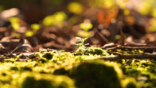 植物小草摄影照片_森林春天自然风光阳光照耀下的小草