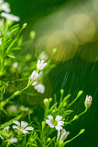 清明节排版摄影照片_雨水白天植物户外春天摄影图配图