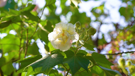 春日花摄影照片_春天阳光下的白色梧桐花