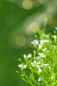 春天白天雨水户外植物摄影图配图