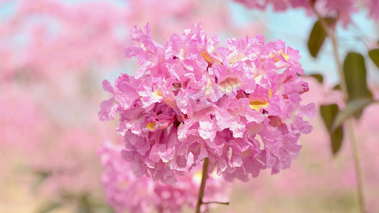 春天春暖花开粉色风铃花球