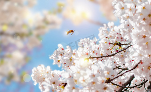 春天花朵花朵蜜蜂创意合成创意合成摄影图配图