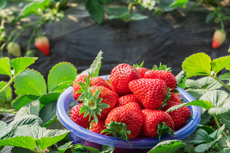 春天摄影照片_草莓白天草莓采摘园户外食品摄影图配图