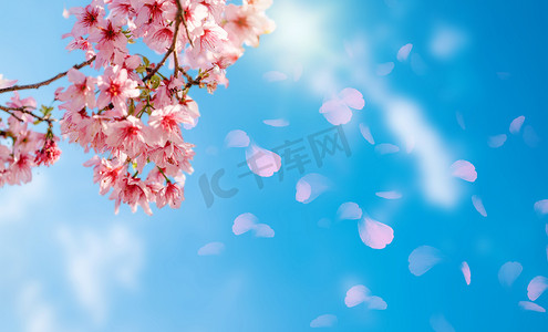 春天摄影照片_春天花朵花朵花朵创意合成花朵摄影图配图