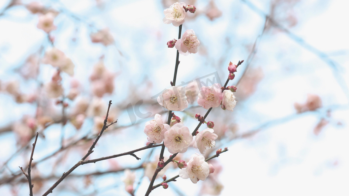 春天初春盛开的腊梅花高清摄影大图 千库网 春天初春盛开的腊梅花高清摄影大图 千库网