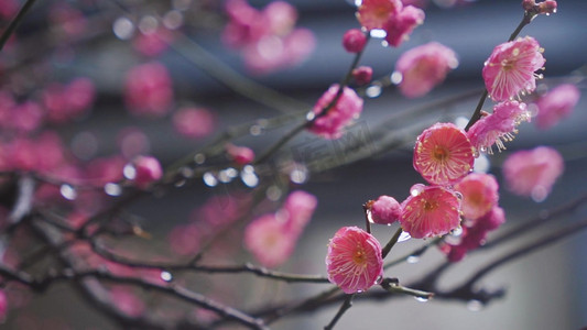 春雨文集摄影照片_春雨中绽放的红梅