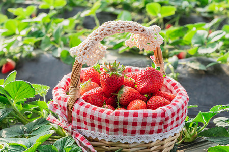 采摘摄影照片_奶油草莓白天草莓采摘园户外一篮草莓摄影图配图