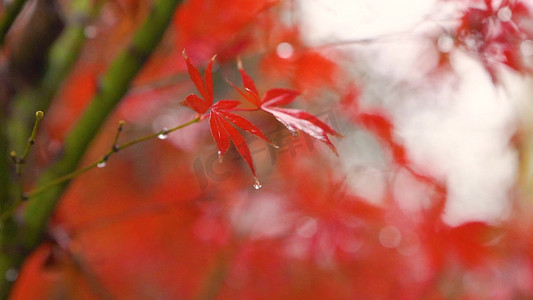 下雨天风景摄影照片_雨天红枫叶上的水滴